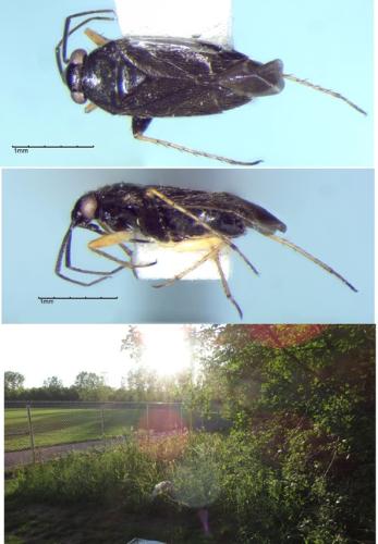 Agalliastes associatus